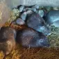 Продам мясо нутрии, натуральное кормление - фото № 1