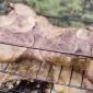 Продам мясо нутрии свежее и копченое - фото № 1