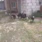 Продам овец Романовской породы - фото № 1