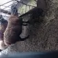 Продам котних ярок Гиссарської породи, овці - фото № 1
