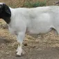Продам племенных овец Мериноландшаф и Дорпер - фото № 1