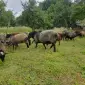 Продам чистокровних романівських овець на плем’я - фото № 1
