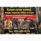 Куплю хутро Андатра та інші - фото № 1