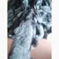 Куплю куницю дорого - фото № 1