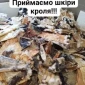 Покупаем сухие шкуры кролика - фото № 1