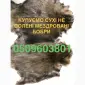 Покупаем сухие не солёные шкуры бобра ДОРОГО - фото № 1