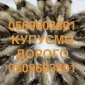 Купуємо ДОРОГО шкіри куниці шкури куниць по усій Україні - фото № 1