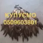 Куплю шкіри/мех/хутро куниці/бобра - фото № 1