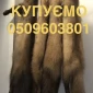 Покупаем по всей Украине шкуры кожи куницы - фото № 1