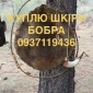 Покупаем сухие не соленые шкуры бобра без мяса и жира шкуры бобра - фото № 1