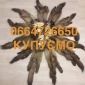 Купуємо шкіри бобра сухі та куниці - фото № 1