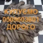 Покупаем шкуры куницы Мех куницы - фото № 1