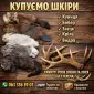 Куплю шкури куниці - фото № 1