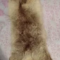 Продается мех лисицы - фото № 9