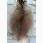 Продается мех лисицы - фото № 2