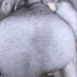 Песец вуалевый - фото № 1