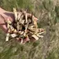 Щепа (щепа) из хвойных и лиственных пород деревьев - фото № 1