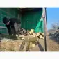 Дрова дуб метровые или колотые - фото № 2