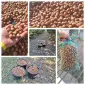 Продажа фундука Каталонский и Барселонский - фото № 1