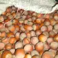 Продажа фундука и лесного ореха - фото № 1