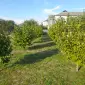 Продаж фундука - фото № 2