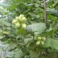 Саджанці Фундука (гурт) - фото № 1