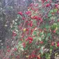 Шипшина шиповник - фото № 1