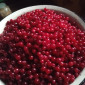 Клюква/ Журавлина - фото № 1