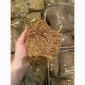В продажу кілограм тютюну Вірджинія / Берлі - без центральної жилки - фото № 6