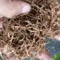 Самосада нет ! есть табаки без пыли и мусора - фото № 1