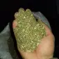 Махорка прста сільська - фото № 3