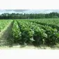 Продам махорку крепкую Гильзы Машинки - фото № 1