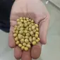 Продажа сои НЭ ГМО в г. Львов - фото № 1