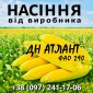 Насіння кукурудзи ДН Атлант ФАО 290 від виробника Agro_Exprt - фото № 1