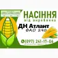 Насіння кукурудзи ДН Атлант (ФАО 290) 2025 від виробника - фото № 1