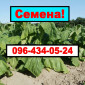 Продам своє насіння тютюну (Махорки) - фото № 1