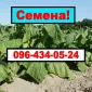 Продам своє насіння тютюну (Махорки) - фото № 1