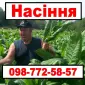 Насіння махорки та тютюну. Багато сортів! - фото № 1