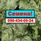 Насіння Табака. Семена табака Махорки - фото № 1