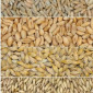 Овес, жито ( рожь ) - фото № 1