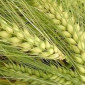 Насіння Ярого ячменю сортів Аскольд,Гулівер - фото № 1