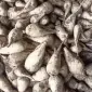 Продам буряк кормовий. - фото № 1