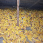 Продается кукуруза в качанах - фото № 1
