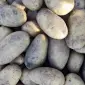 Посадочна картопля сіменна картошка семенной - фото № 1