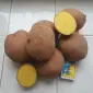 Продам картошку Бела-Роса - фото № 1