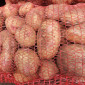 Продается картофель сортов Пікассо, Рівєра, Коломбо, Тірас - фото № 1