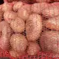 Продаю картоплю Пікассо,Рівєра,Коломбо,Тірас - фото № 1
