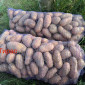 Продажа картофеля Тирас - первая репродукция - фото № 1