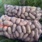 Продам картоплю Тирас ПЕРША РЕПРОДУКЦІЯ - фото № 1
