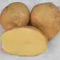 Продам Картоплю Адрета - фото № 1